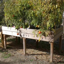table potagère en bois avec plants de tomates